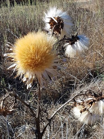 Thistle