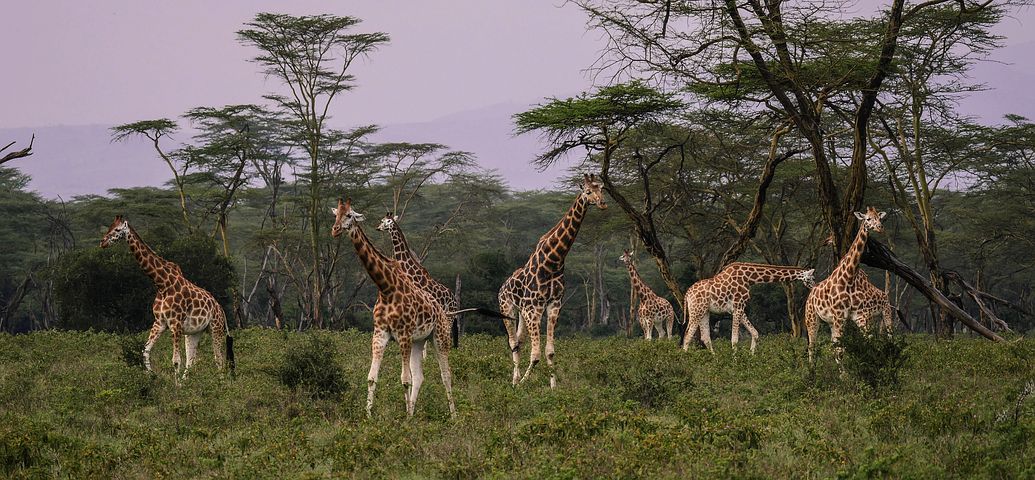 giraffes