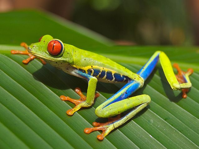 red-eyed tree frog